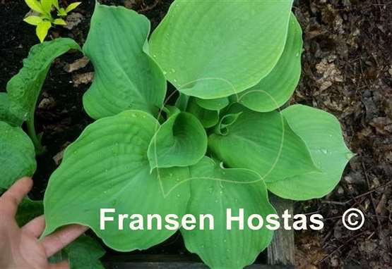 Hosta Chartreuse Wedge